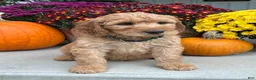 Irish Doodle dogs for sale: Cody - Ad 10