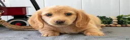 Miniature Dachshund dogs for sale: Muffin - Ad 3