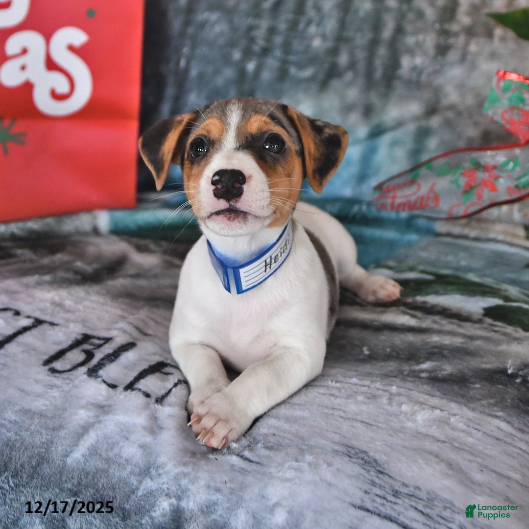 Jack Russell Terrier dogs for sale: Heidi - Ad 3