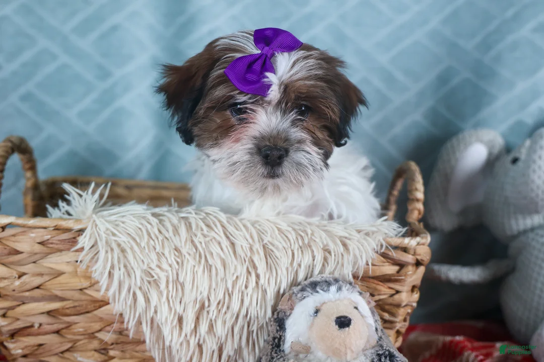 Teddy Bear dogs for sale: GINGER - Ad 11