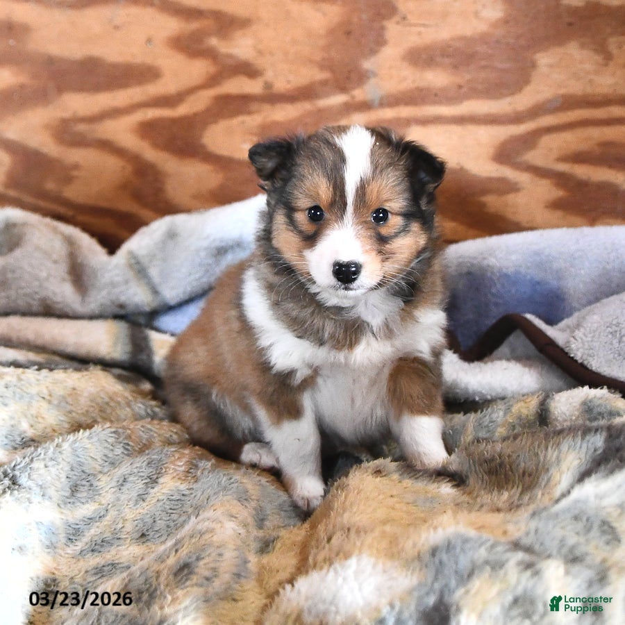 Shetland Sheepdog dogs Spot - Ad 1