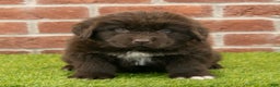 Newfoundland dogs for sale: Ryder - Ad 2