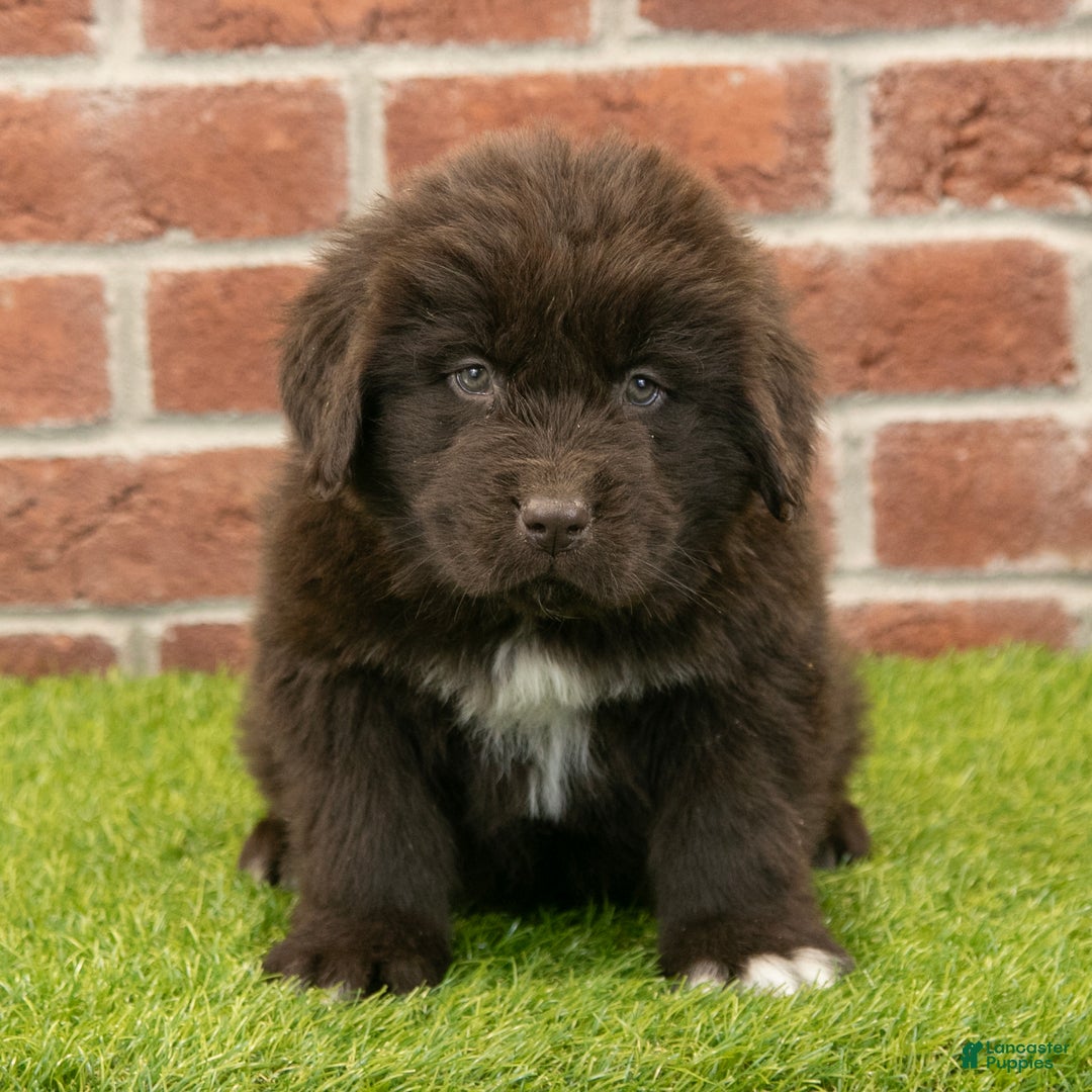 Newfoundland dogs for sale: Ryder - Ad 2