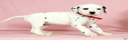 Dalmatian dogs for sale: Julie - Ad 3