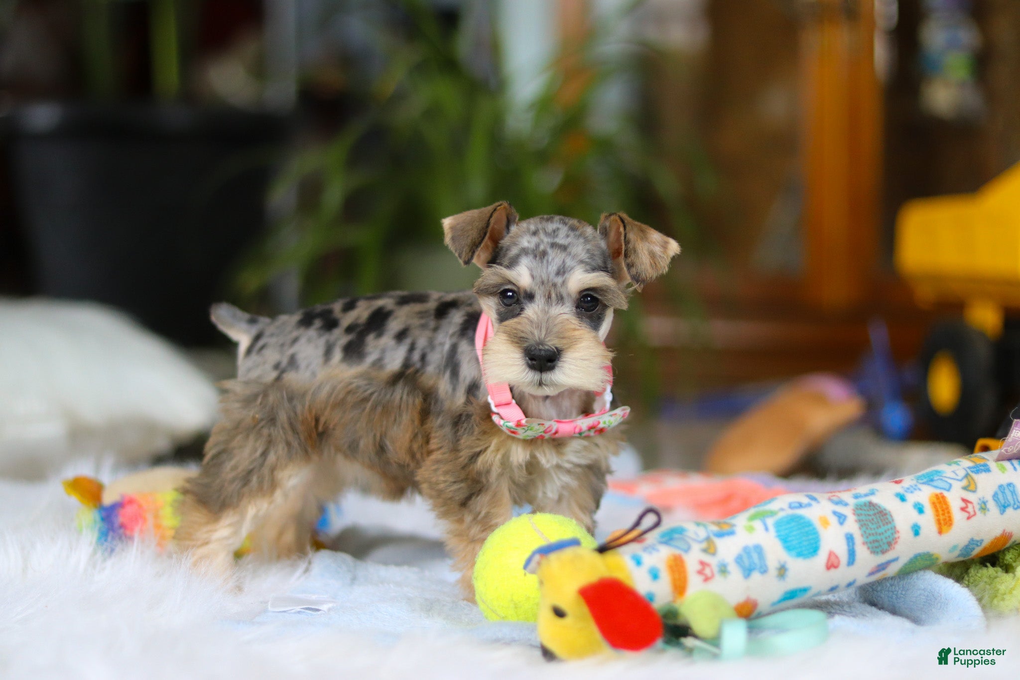 Miniature Schnauzer dogs Nala - Ad 13