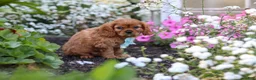 Cavalier King Charles Spaniel dogs for sale: Holden - Ad 6
