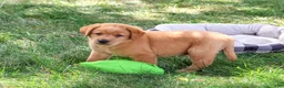 Labrador Retriever dogs for sale: Carter - Ad 2