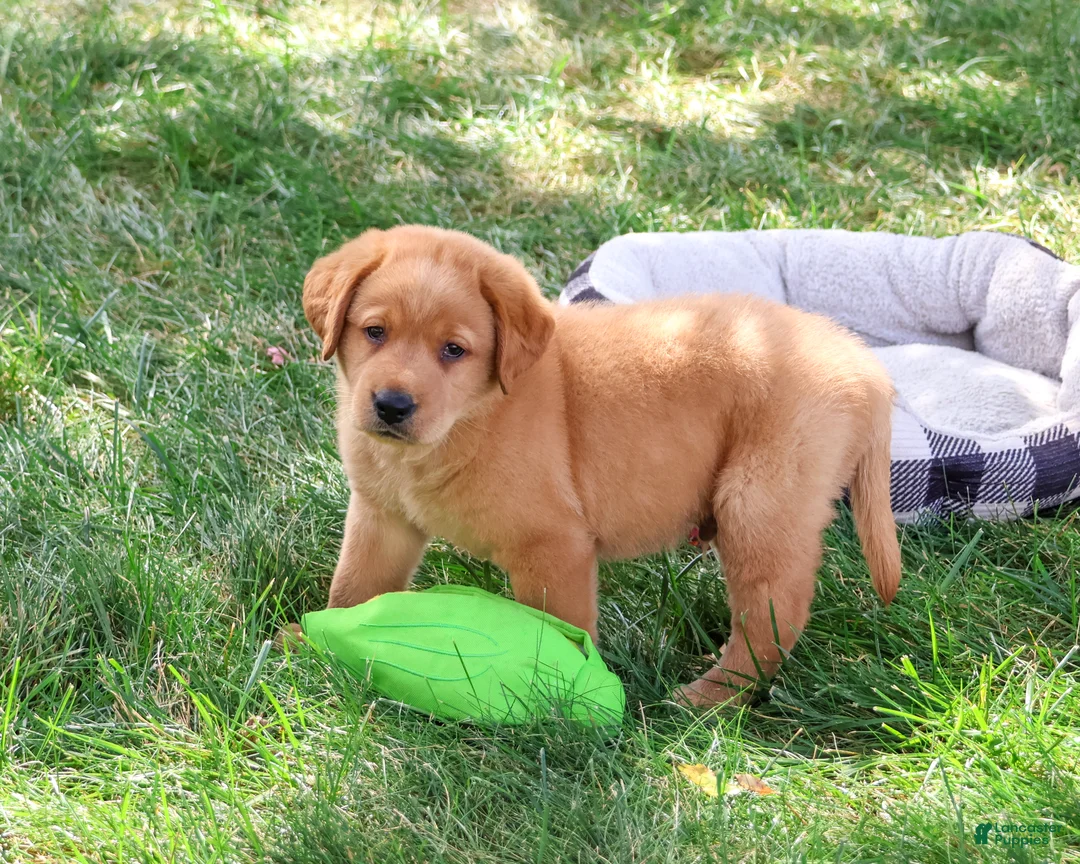 Labrador Retriever dogs for sale: Carter - Ad 2