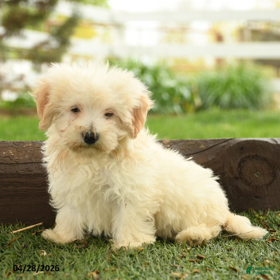 Maltipoo dogs Newton  - Ad 1