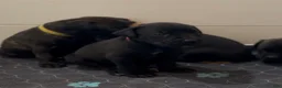 Cane Corso dogs for sale: Red Collar - Ad 2