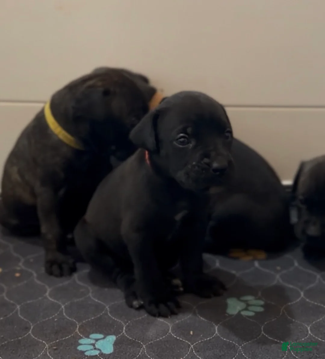 Cane Corso dogs for sale: Red Collar - Ad 2