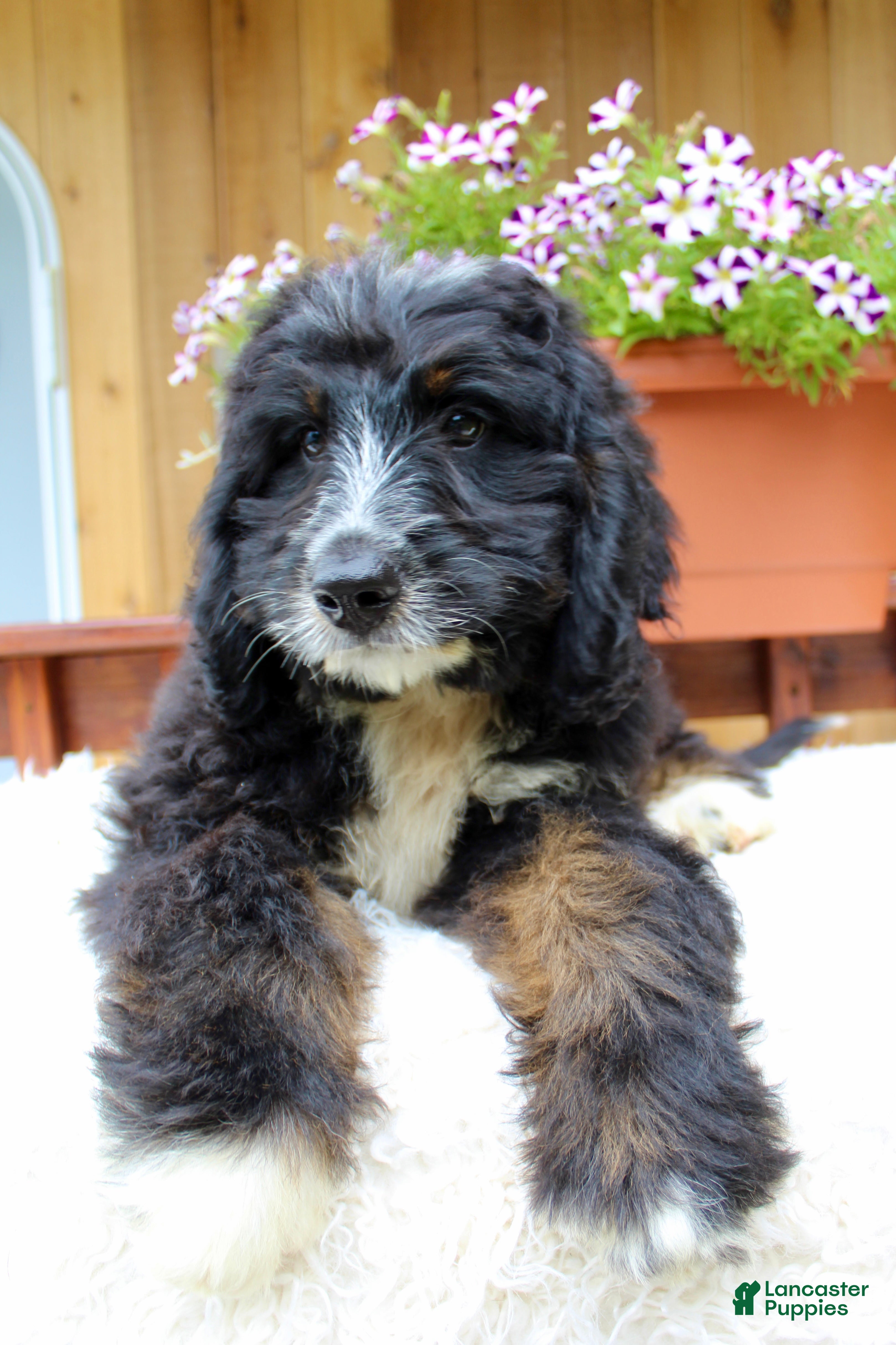 Bernedoodle dogs for sale: Myles - Ad 3