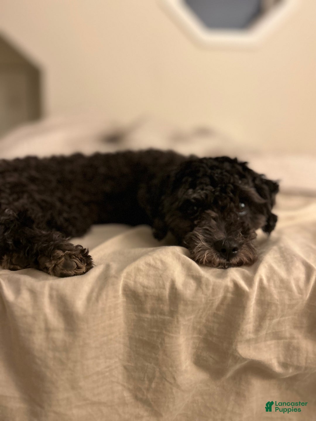 Maltipoo dogs for sale: Saddie  - Ad 14