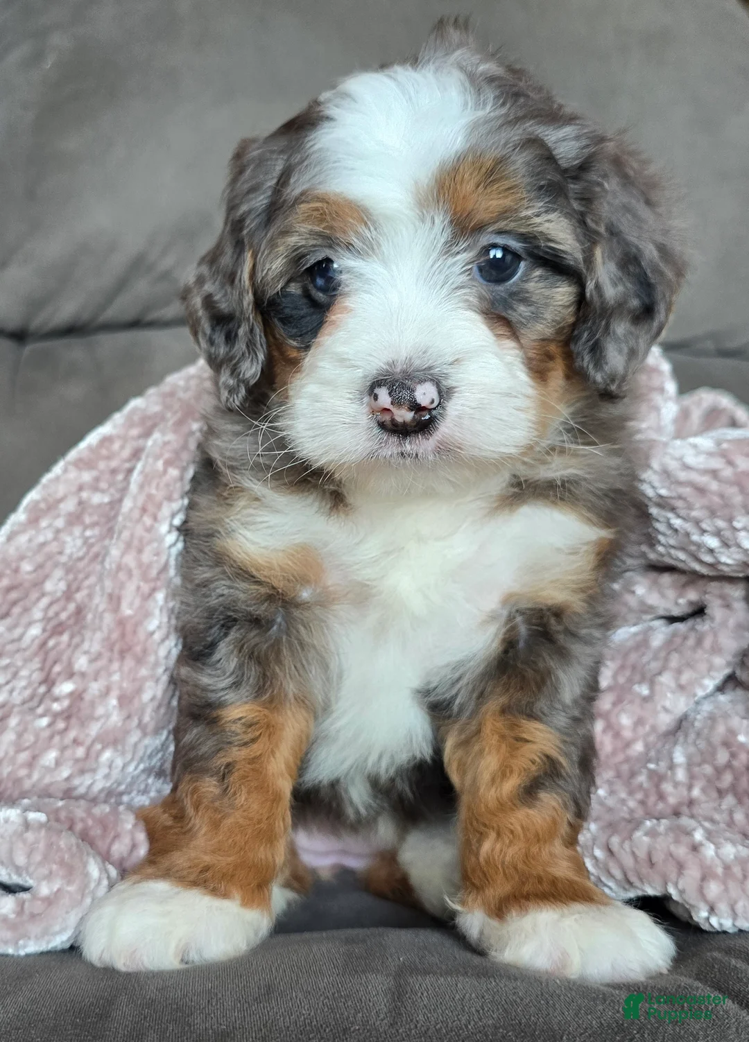 Mini Bernedoodle dogs for sale: Mini Izzy - Ad 5