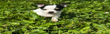 Chihuahua 2
