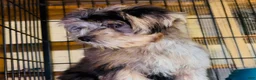 Shorkie dogs for sale: Shorkie Puppy 1 - Ad 5