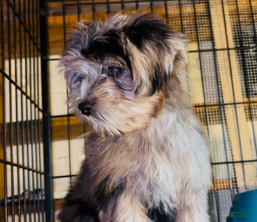 Shorkie dogs for sale: Shorkie Puppy 1 - Ad 5
