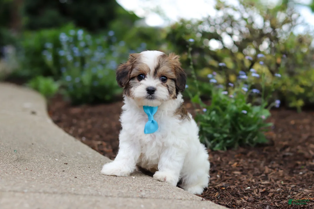 Cavachon dogs for sale: Teddy - Ad 1