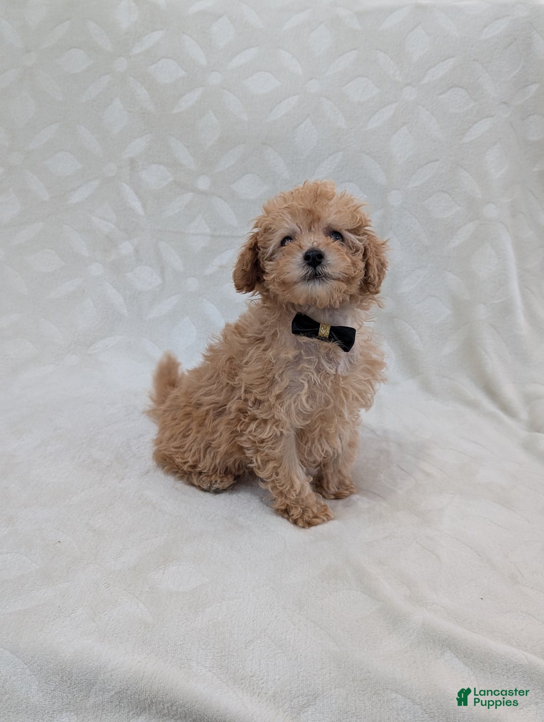 Toy Poodle dogs for sale: Apollo  - Ad 3