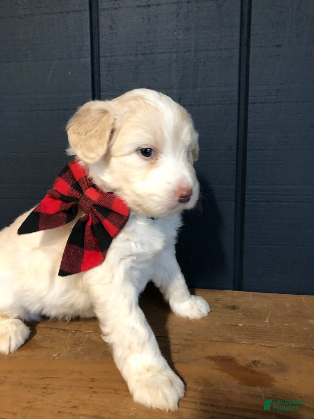 Aussiedoodle dogs for sale: North - Ad 4