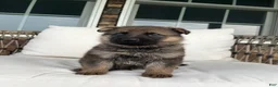 German Shepherd dogs for sale: Prince - Ad 7