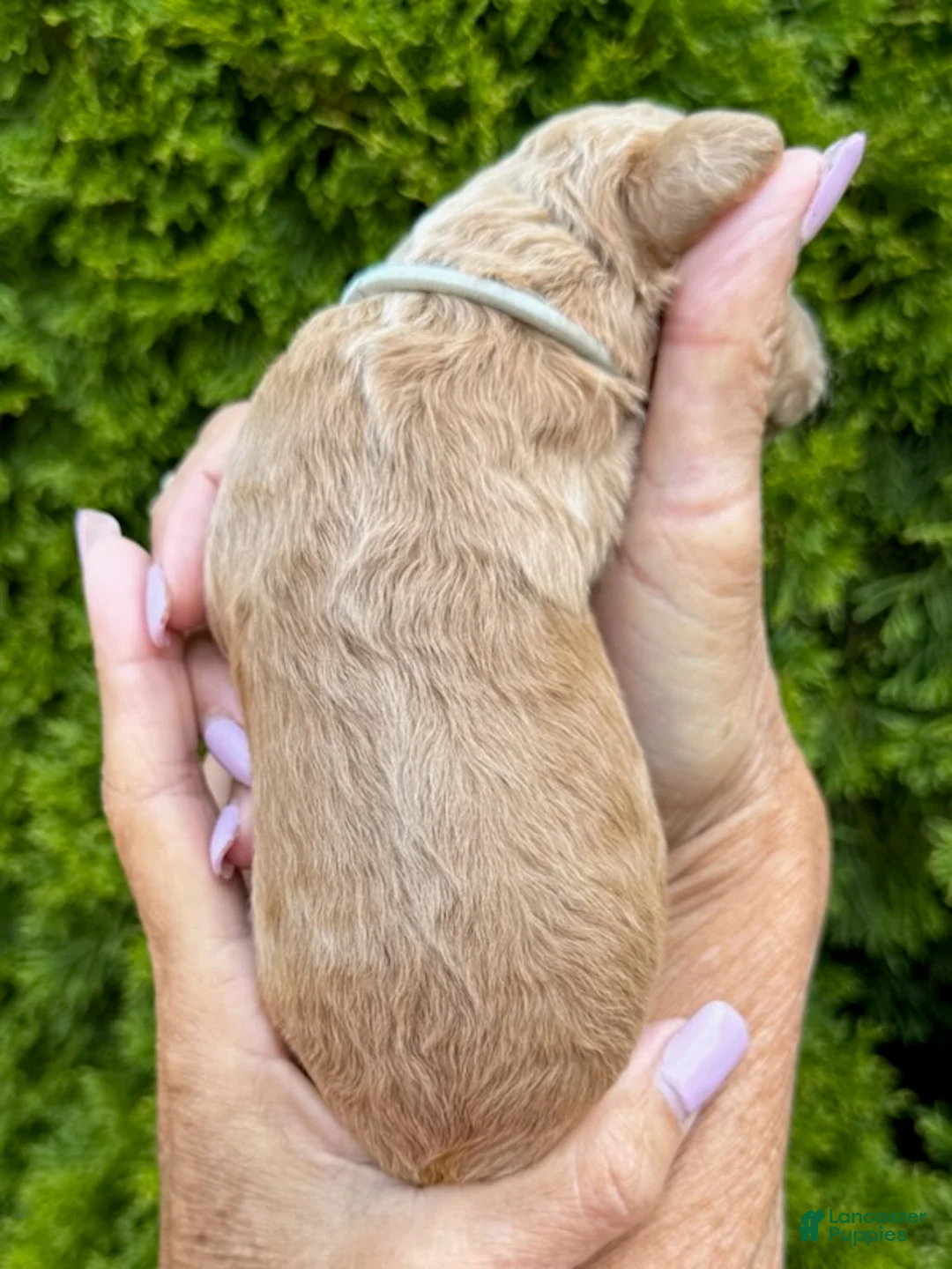 Goldendoodle dogs for sale: Light Grey - Ad 2