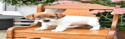 Jack Russell Terrier dogs for sale: Misty - Ad 5