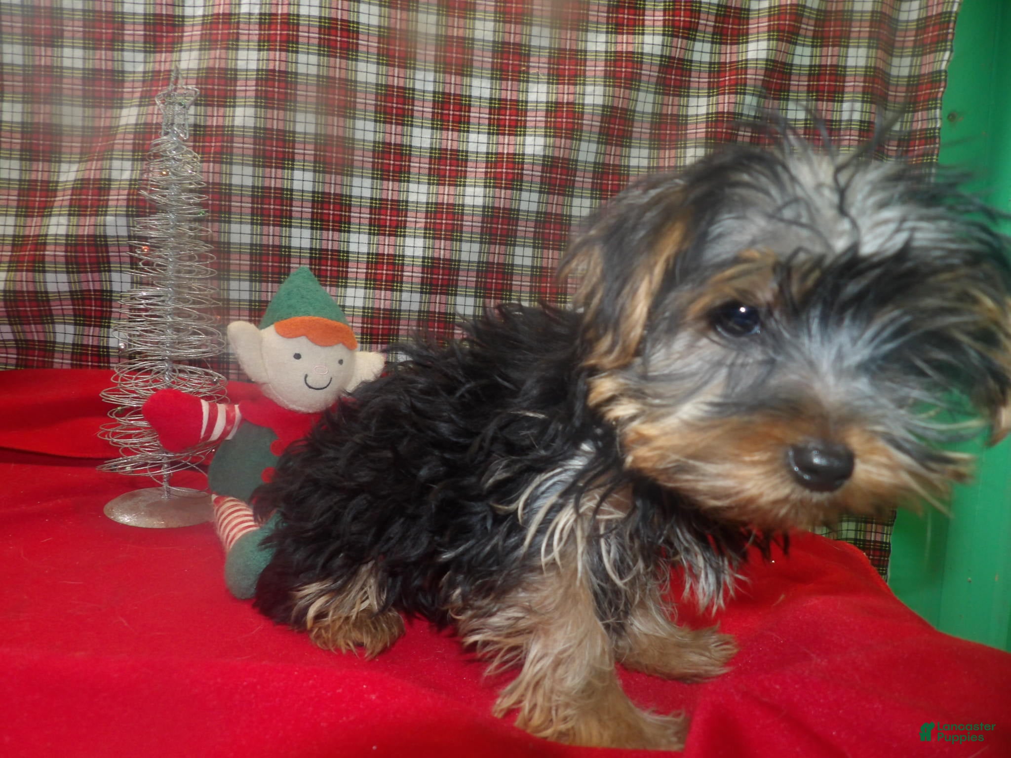 Yorkshire Terrier dogs Maxine - Ad 18
