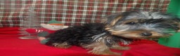 Yorkshire Terrier dogs for sale: Maxine - Ad 1