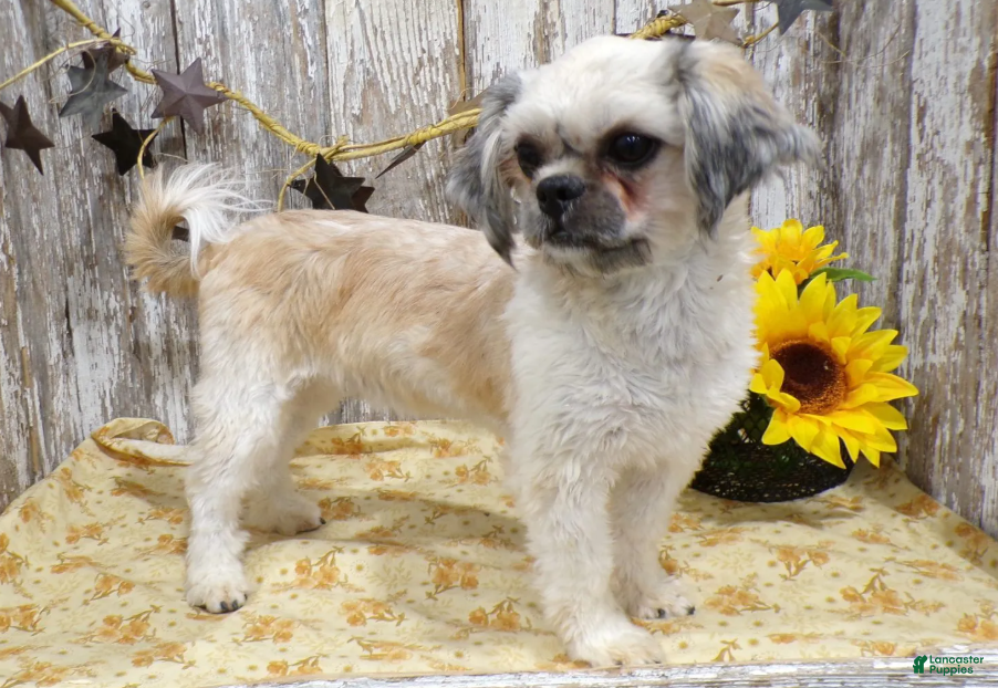 Shih Tzu dogs EDDIE - Ad 2