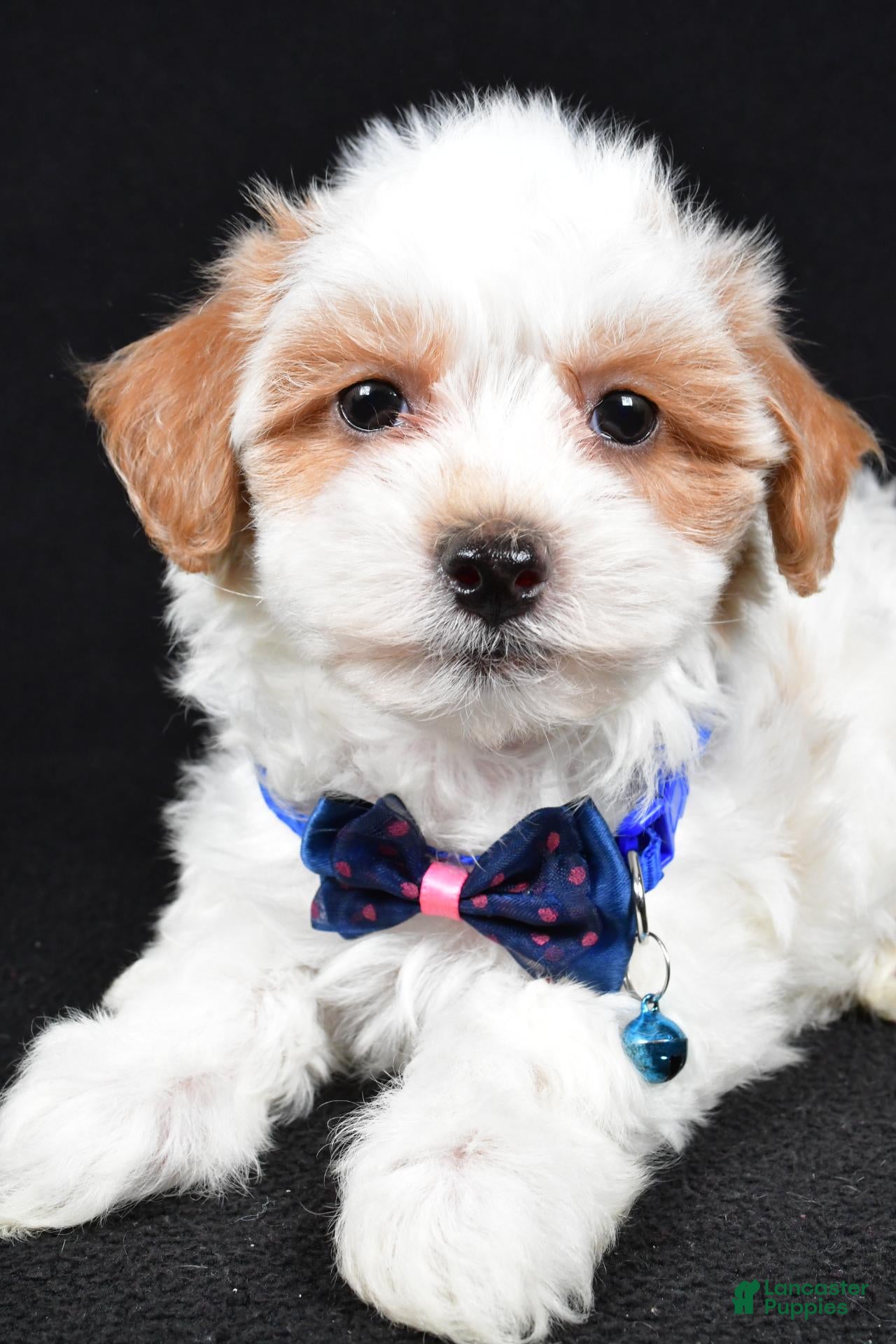 Maltipoo dogs Minston - Ad 2