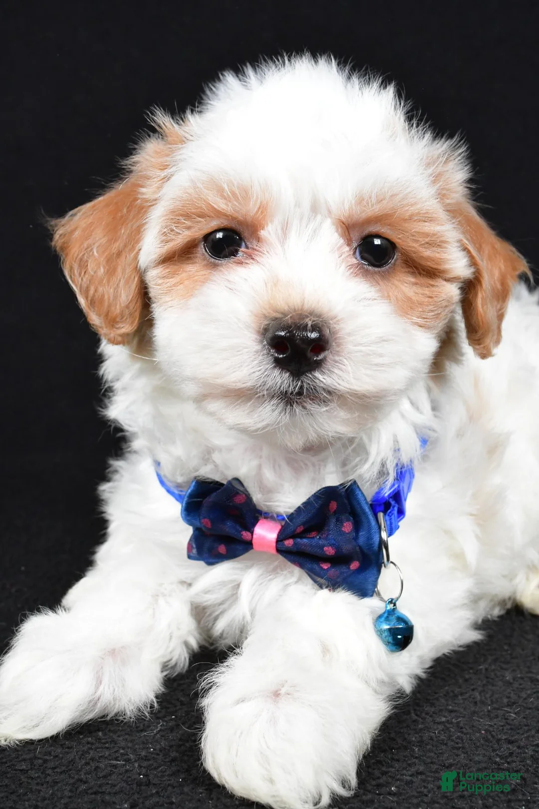 Maltipoo dogs for sale: Minston - Ad 2