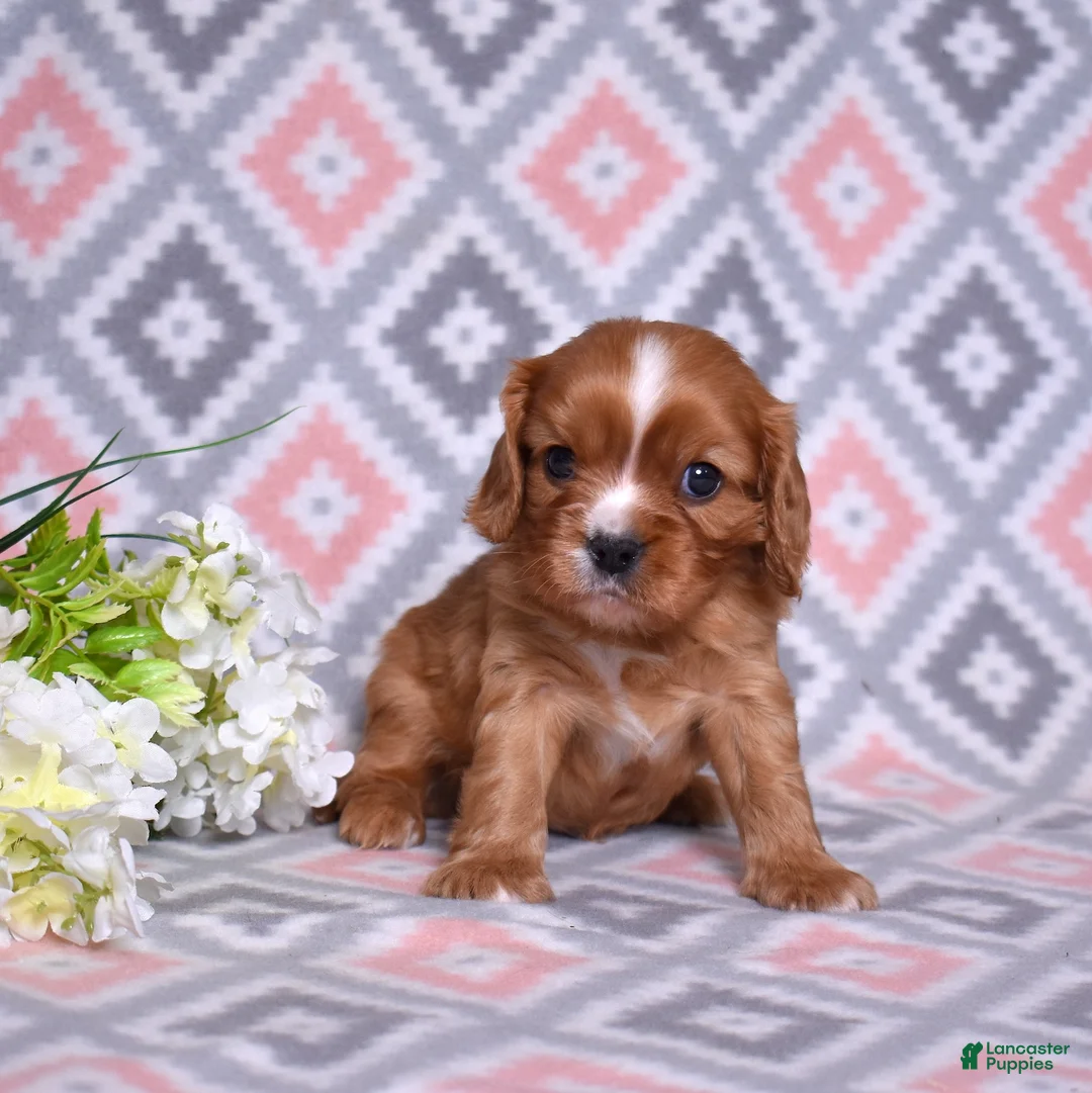 Cavalier King Charles Spaniel dogs for sale: Rocky - Ad 1
