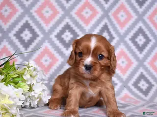 Cavalier King Charles Spaniel dogs for sale: Rocky - Ad 1
