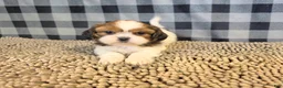 Shih Tzu dogs for sale: Abe - Ad 6