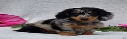Miniature Dachshund dogs for sale: Chadrick - Ad 3