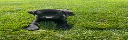 Labrador Retriever dogs for sale: Basil - Ad 3