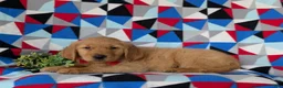 Golden Retriever dogs for sale: Collins - Ad 4