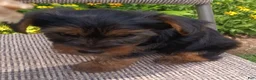 Yorkshire Terrier dogs for sale: Barney  - Ad 1