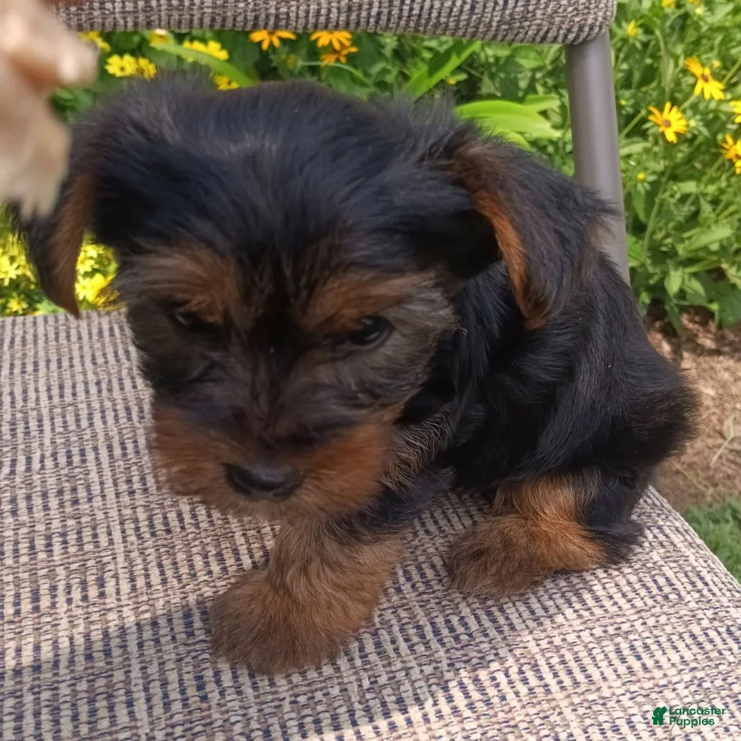 Yorkshire Terrier dogs for sale: Barney  - Ad 1