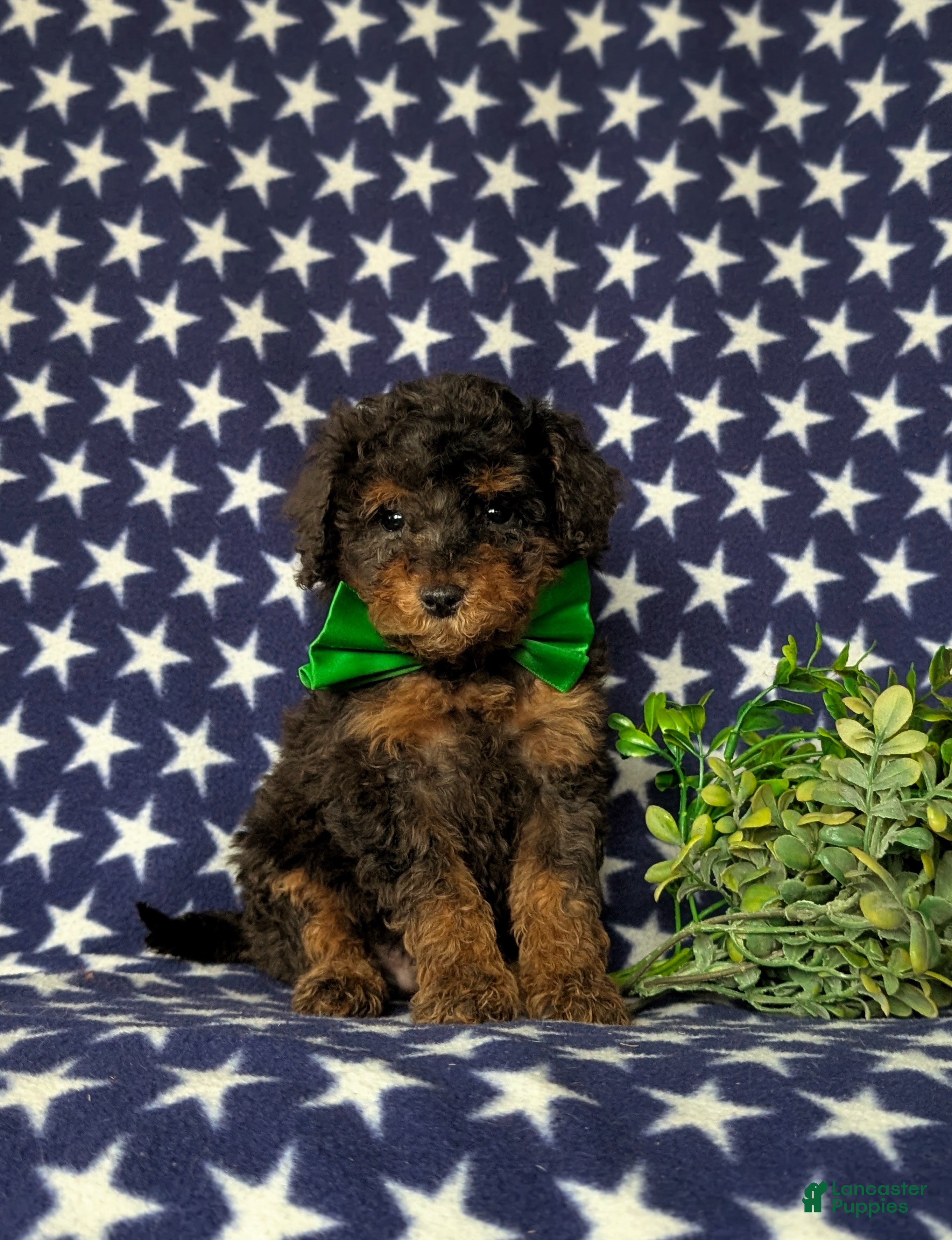 Miniature Poodle dogs Wilson - Ad 22