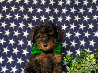 Miniature Poodle dogs Wilson - Ad 18