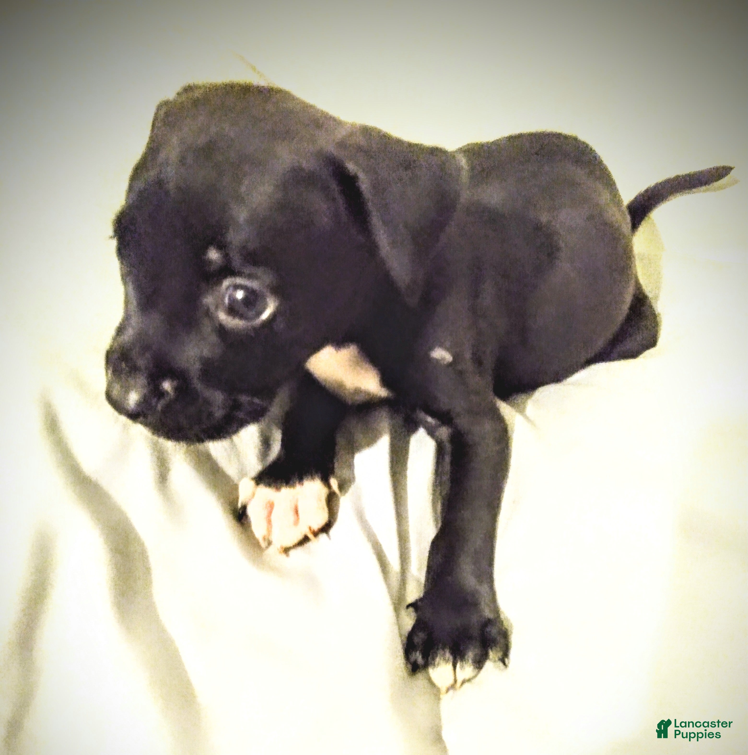 American Pit Bull Terrier dogs American Pit Bull Terrier 5 - Ad 27