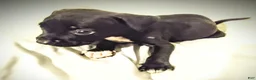 American Pit Bull Terrier dogs for sale: American Pit Bull Terrier 5 - Ad 1
