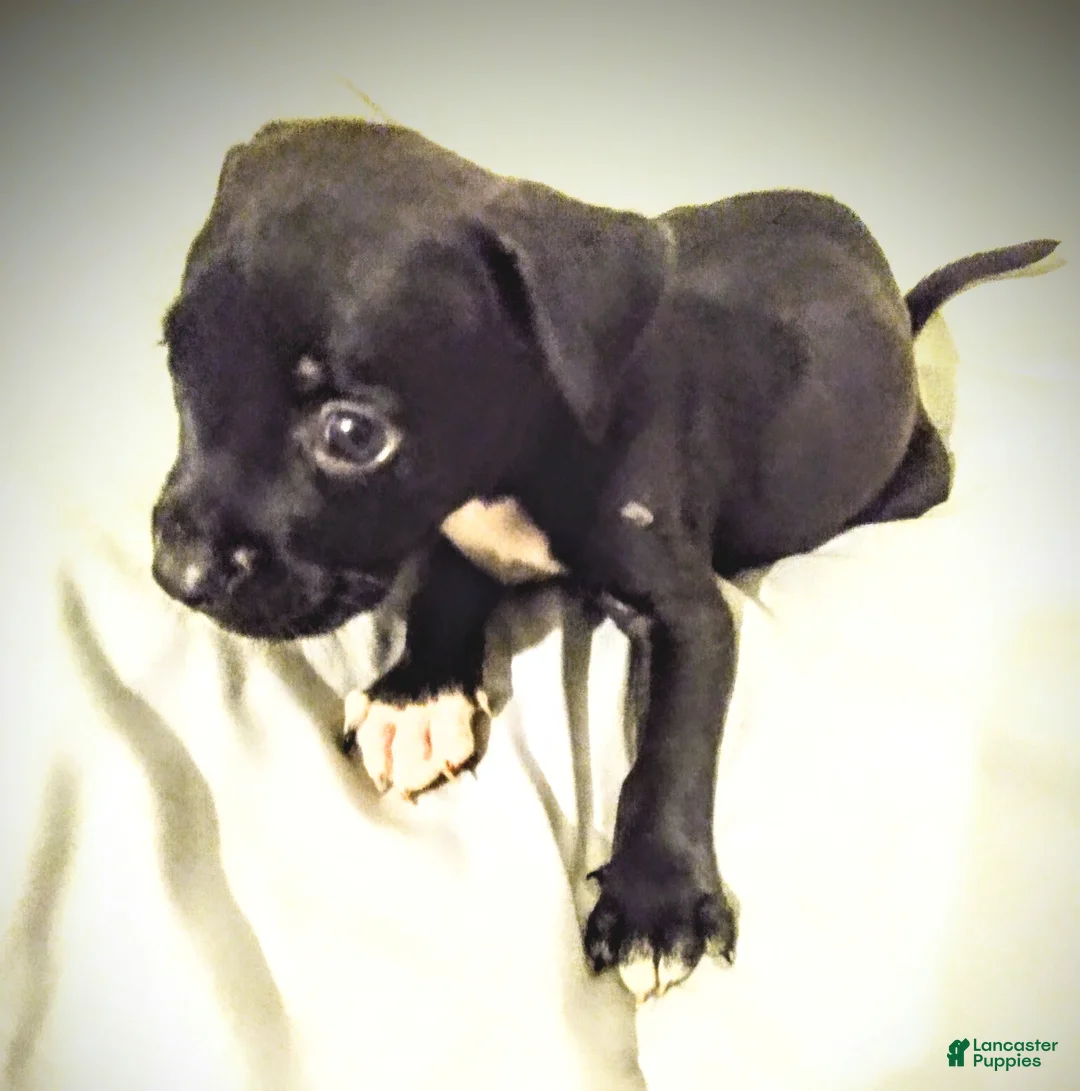 American Pit Bull Terrier dogs for sale: American Pit Bull Terrier 5 - Ad 1