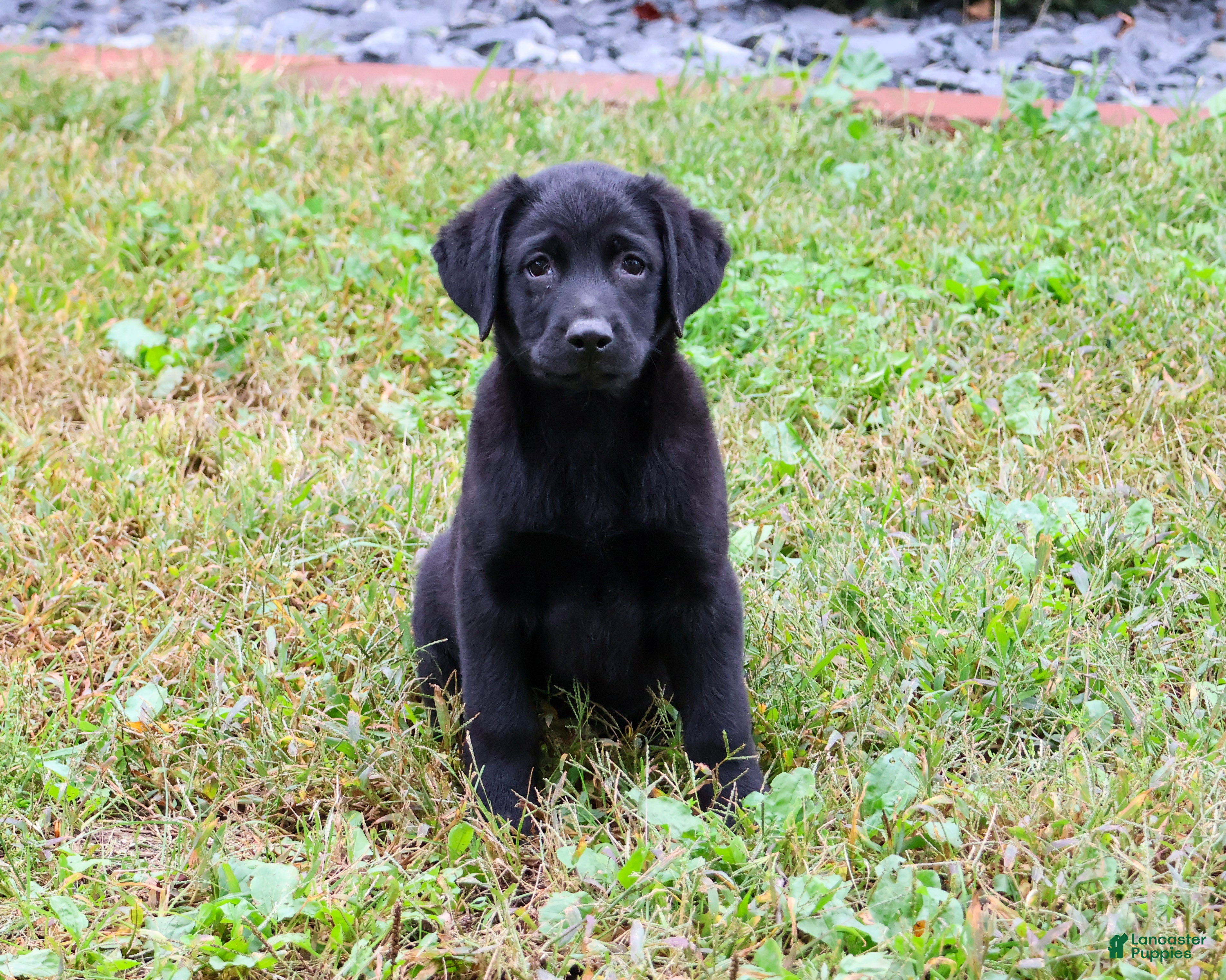 Labrador Retriever dogs Mowgli - Ad 2