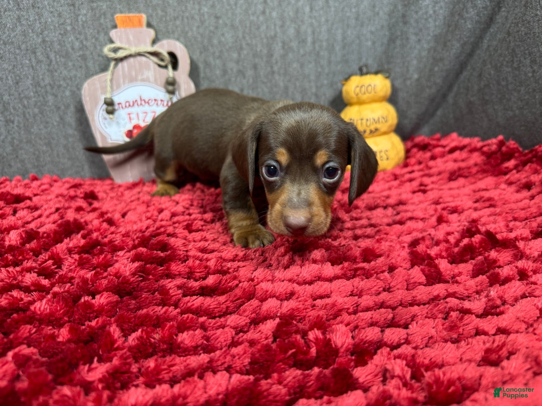 Miniature Dachshund dogs for sale: Miniature Dachshund Puppy 1 - Ad 2