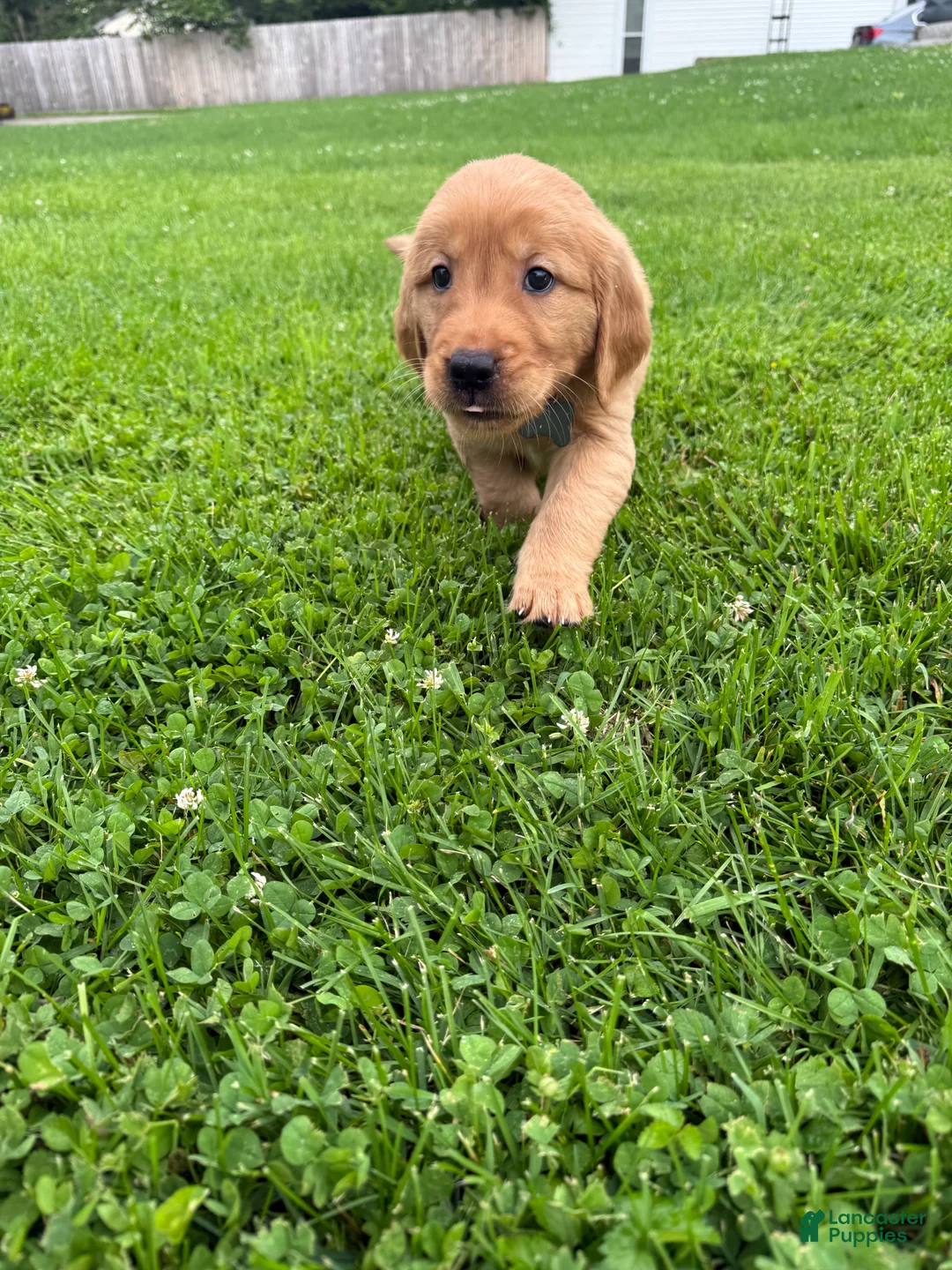 Golden Retriever dogs for sale: River - Ad 2