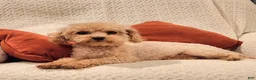Maltipoo dogs for sale: Forrest - Ad 7