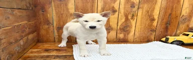 Shiba Inu Puppy 5